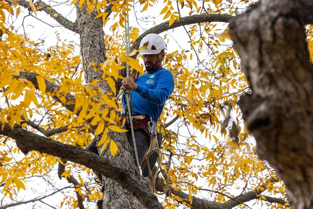 Skilled Storm Damage Cleanup crew working in Lagrange